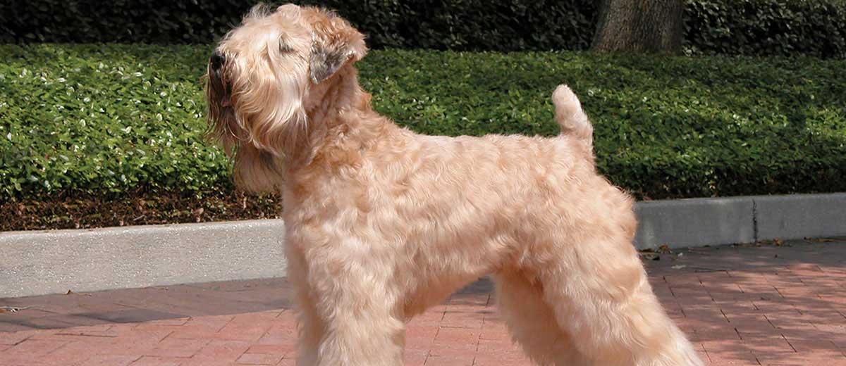 Large 2025 wheaten terrier